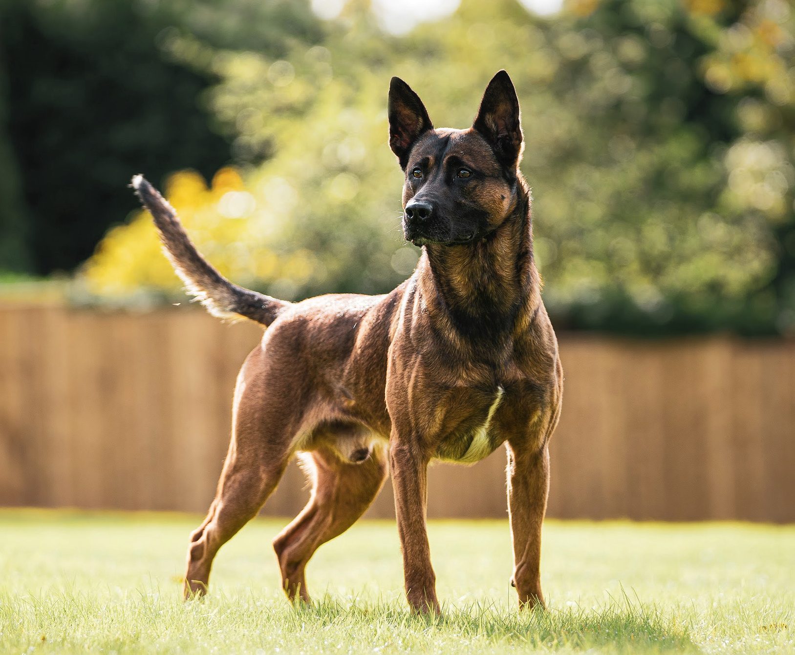 Lorockmor hot sale working dogs